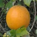 하늘타리 Daum카페