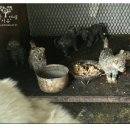 부산농장 이미지