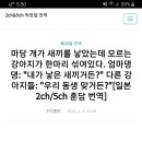 2ch번역)초면인 새끼강아지가 우리 개의 새끼들 사이에 섞여있었지만 어미개는 천연덕 이미지