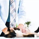 권앤정 동물외과병원 이미지