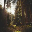 합천명품돼지 이미지