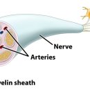 A word in your ear: Nerve 이미지