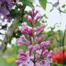 수수꽃다리 이미지