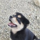 오케이사슴목장 이미지