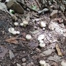 잡버섯 구경 이미지