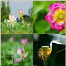 전통문화 이계황 회장 송(傳統文化 李啓晃 會長 頌)/작은 공룡,황금빛,희토류 목줄,운석 속,화장실 설치,라피더스,中 최대 D램 업체 C 이미지