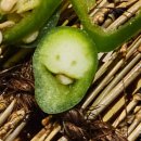 서여사네막회집 | [부산 덕천 맛집] ' 깻잎막회', 깻잎이 비벼진 섞어막회 + 쿠시카스 후기 (내돈내산)