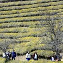 보성녹차닷컴 이미지