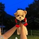 코리아애견샵 이미지