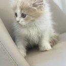 장화신은 고양이 & 강아지 미용 이미지