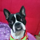 이레네 강아지 이미지