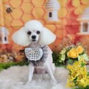 꿈꾸는강아지 이미지