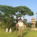 경포파인 이미지