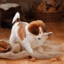 씽씽 동물의료센터 이미지