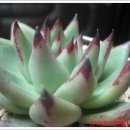 이쁜손톱 이미지