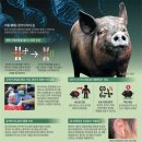 [재미있는 과학] 돼지 신장을 살아있는 사람에게 이식… 건강 되찾았죠 이미지