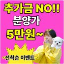 GR(대구광역시 달성군)-[대실역남로4길]-상-1 | 인천애견분양 테디럽 강아지무료입양
