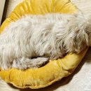 해피한 멍 이미지