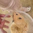 달빛 햄스터리 서울점 이미지