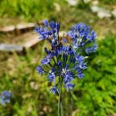 황골장미마을 이미지