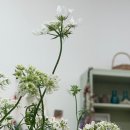 디디에플레르