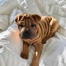 발편한동물병원 이미지