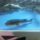 강변복집 이미지