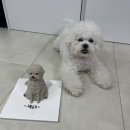 더맛있개 이미지