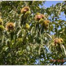 호랑이농장 이미지