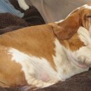 우리동물약국 이미지