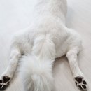 펫라운지 애견미용 애견호텔 이미지