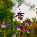 양평-용문-용문-2 이미지