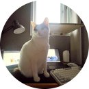 캣 플래닛 | [큐브플래닛]고양이 윈도우 창틀해먹 후기 그래서 모든 해먹 추천~^^