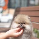 아르르펫 이미지