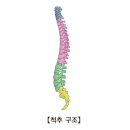 노인성척추후만증(Senile Kyphosis) 이미지