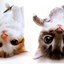 나만고양이없어 이미지