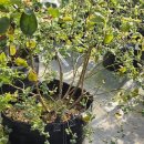 형재농장 이미지