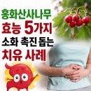 홍화산사나무 효능 5가지와 소화 촉진 돕는 치유 사례