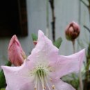 연진화분