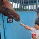 시흥승마힐링체험장 이미지