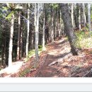 숲속나들이길 이미지