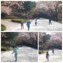 양평의 벚꽃엔딩~ㅎㅎ 이미지