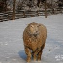 늘솔길공원양떼목장 이미지