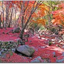 화순군 모후산 (유마사) 단풍 이미지