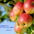 애플트리사과나무 이미지