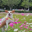 카페삼삼 | [대청호] 대청호 반려동물 동반 카페 "삼삼카페" 내돈내산 솔직후기