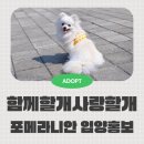 함께할개 사랑할개 | 부천 유기견입양카페 함께할개사랑할개 포메라니안 입양홍보