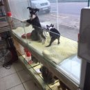 바람난강아지 이미지