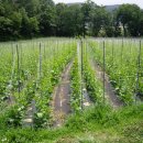 송재일 농장 이미지