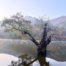 전설의 그루밍 | 청송 가을단풍 25년 11월 5일 주산지물안개 시간 주차장 가는길